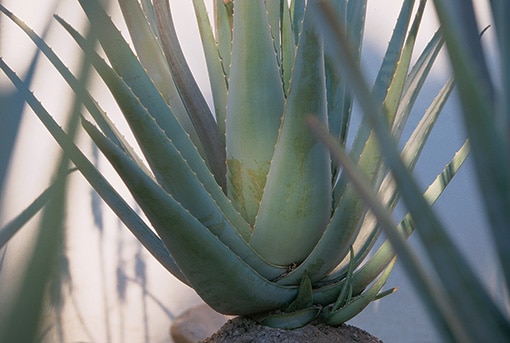 Les bienfaits de l'aloevera avec Aloe Expansion