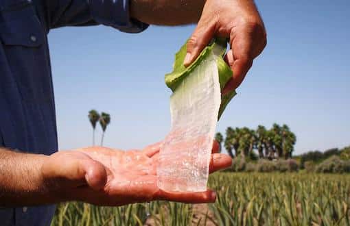 Pulpe d'Aloe Vera avec Aloe Expansion